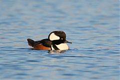 Hooded Merganser